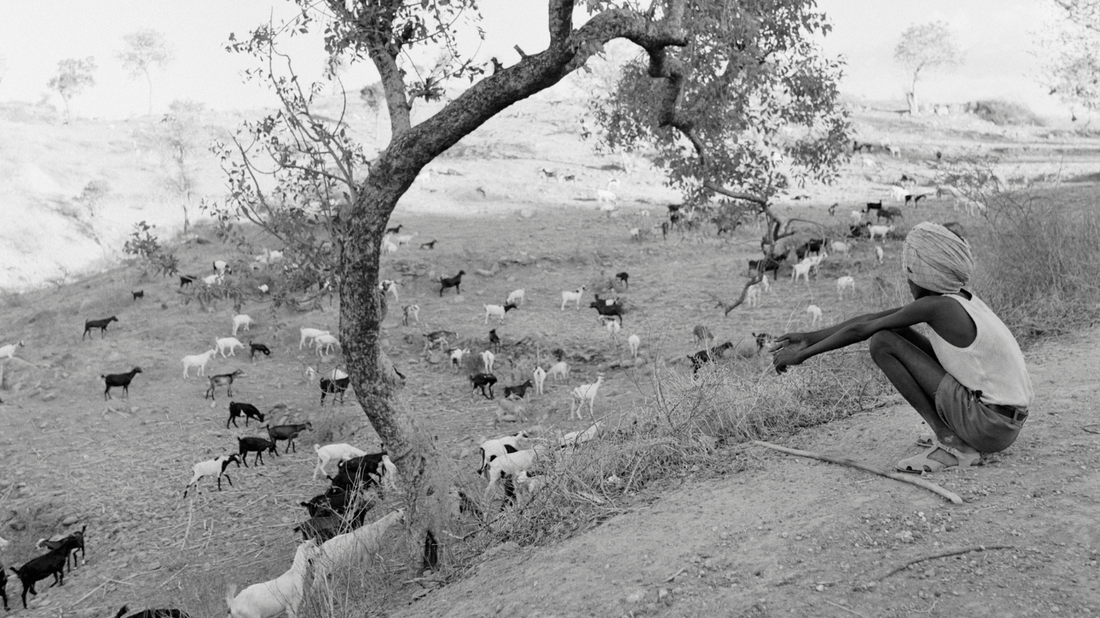 Kaldi the goat herder discovered coffee