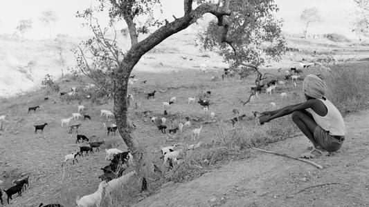 Kaldi the goat herder discovered coffee